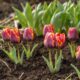 тюльпаны