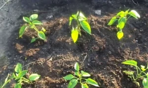 рассада перца