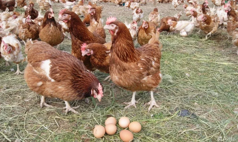 курицы несушки