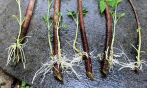 черенкование