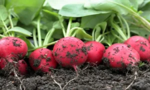 выращивание редиса