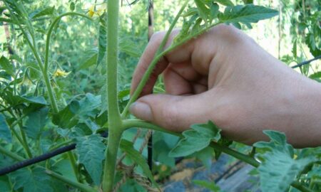 обрезка помидоров