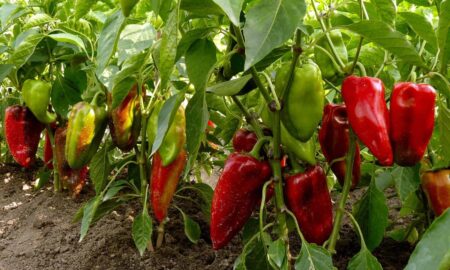 перец на грядке