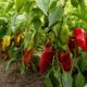 перец на грядке