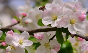 яблоня весной