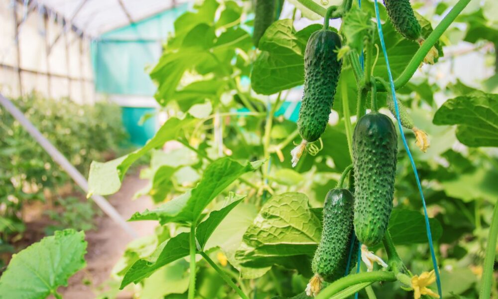 огурцы в теплице