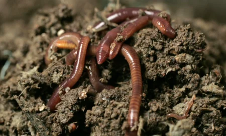 Дождевые черви