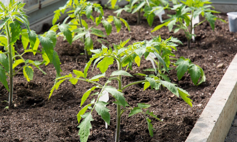 рассада томатов