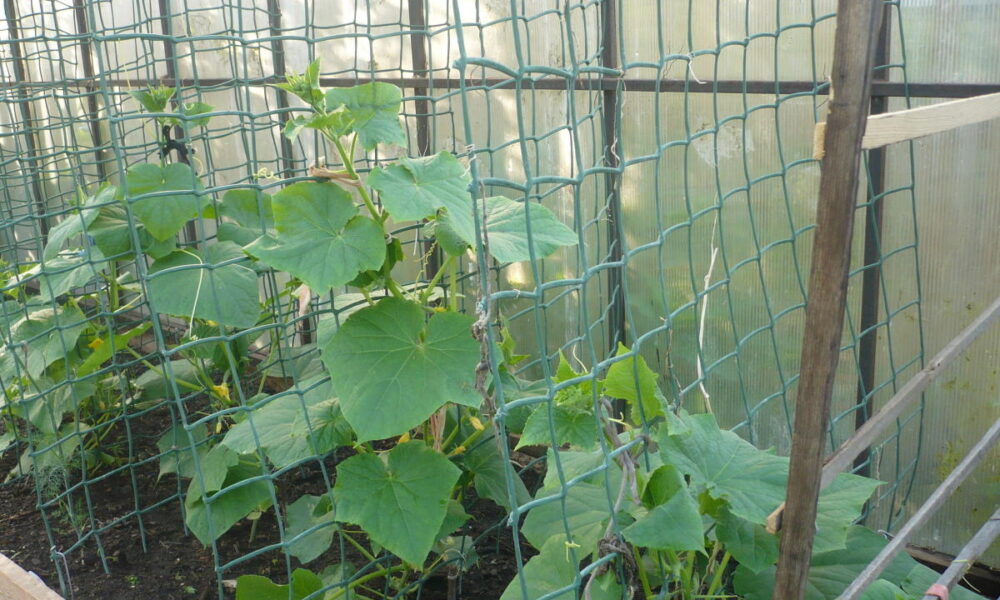 сетка для огурцов