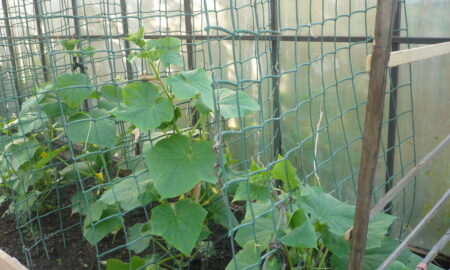 сетка для огурцов