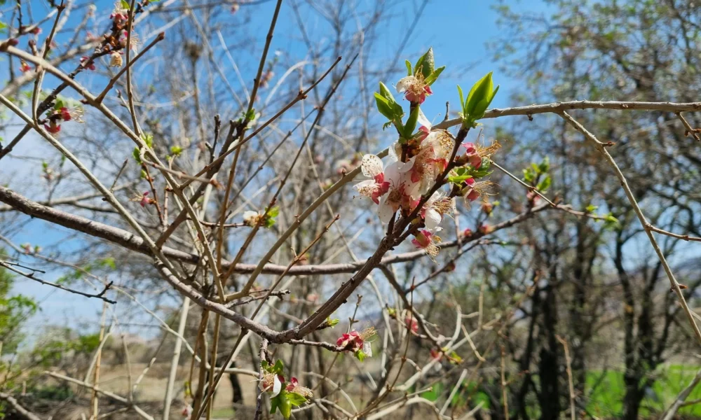 весенний сад
