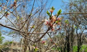 весенний сад