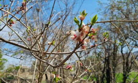 весенний сад