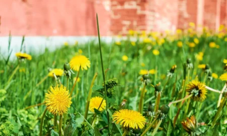 одуванчики