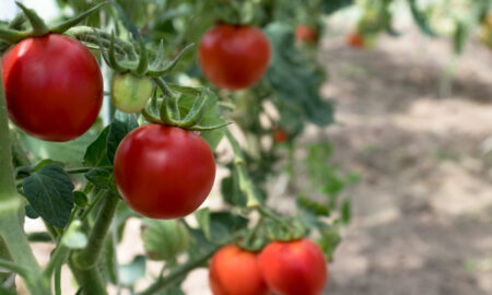 Выращивание томатов