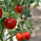 Выращивание томатов