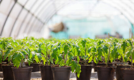 рассада томатов