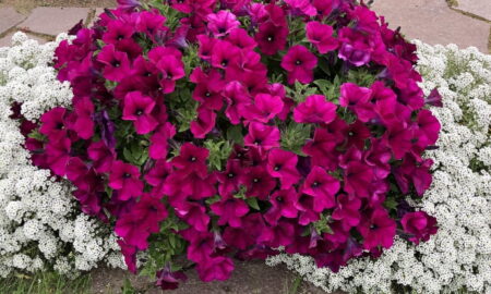 петуния