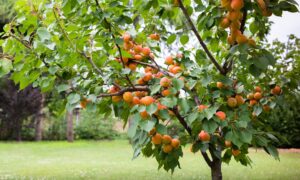 Абрикос дерево