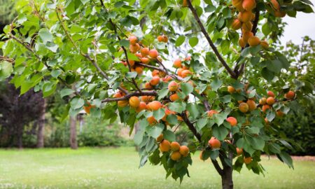 Абрикос дерево
