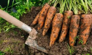 Морковь на грядке