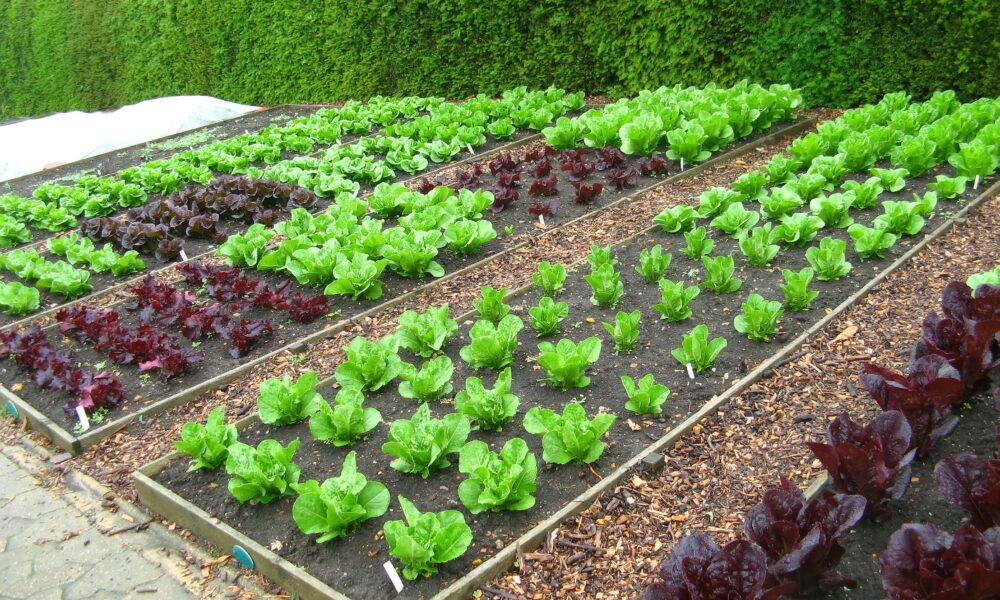 красивые грядки