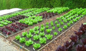 красивые грядки