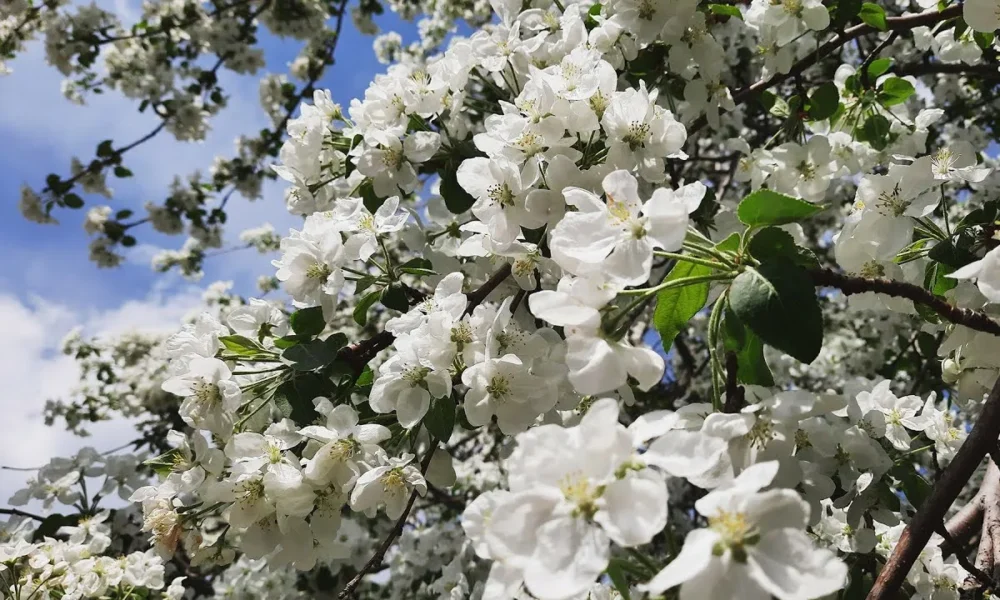 Весенний сад