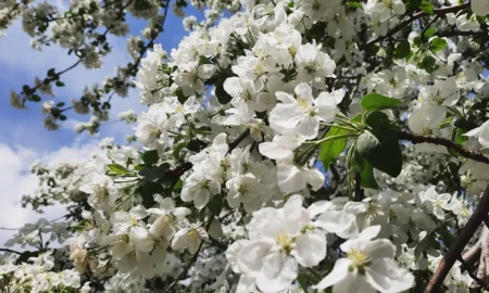 Весенний сад