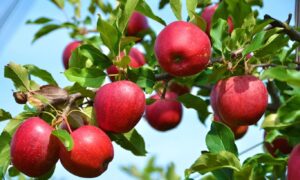 яблоня