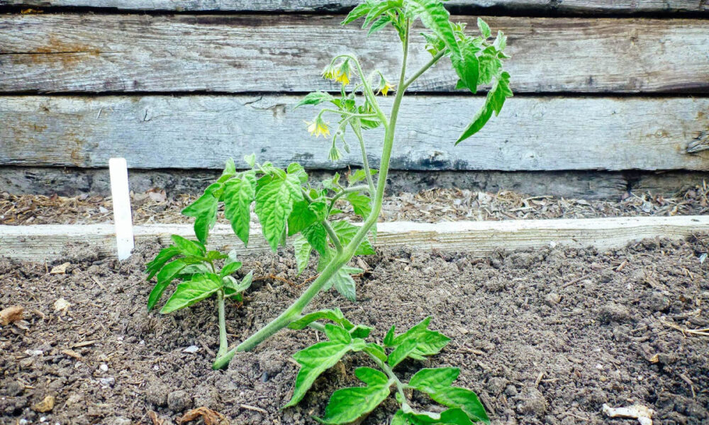 Посадка томатов лежа