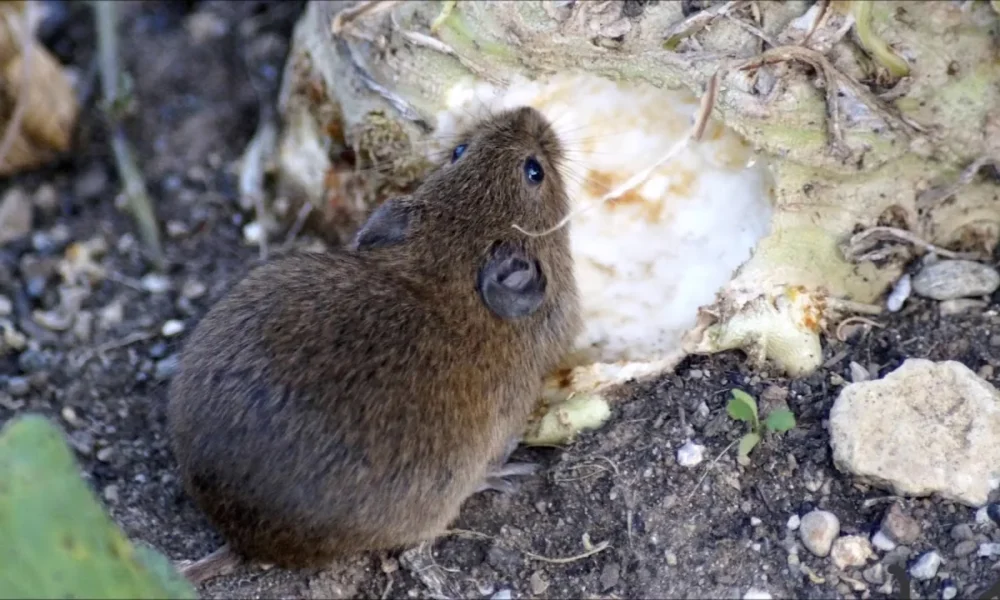 Мышка полевка