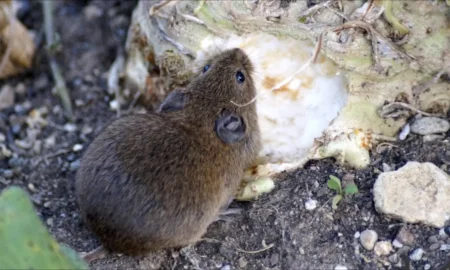 Мышка полевка