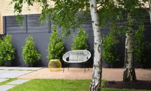 берёза на участке