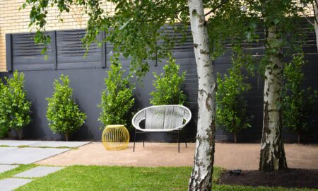 берёза на участке