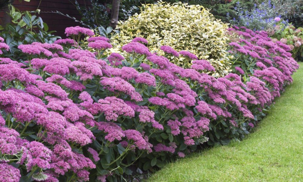 Очиток Карл