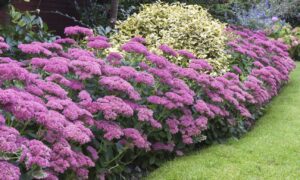 Очиток Карл