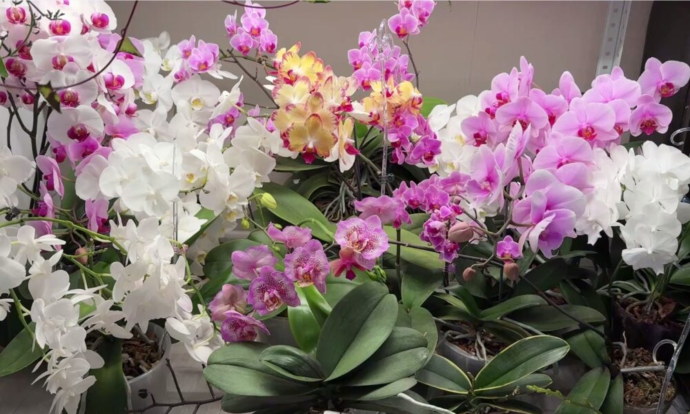 орхидеи