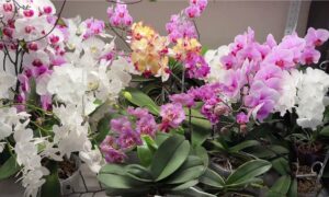 орхидеи