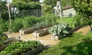 Миттлайдеровские грядки