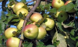яблоня