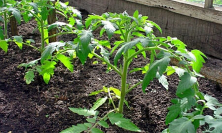 рассада томатов