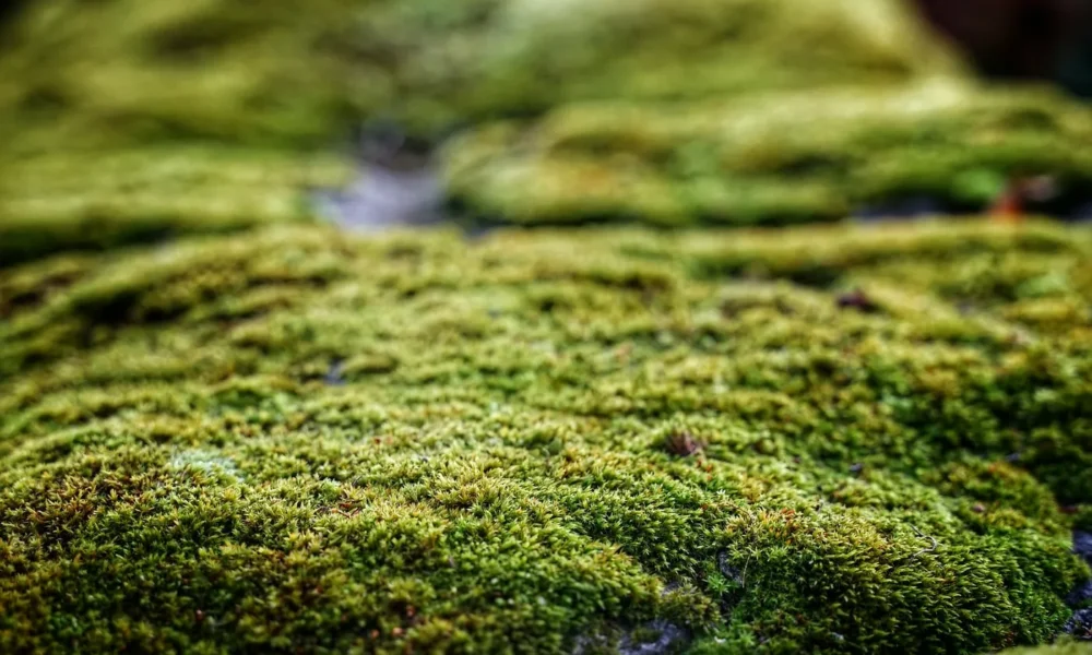 мох в теплице