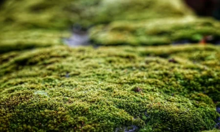 мох в теплице