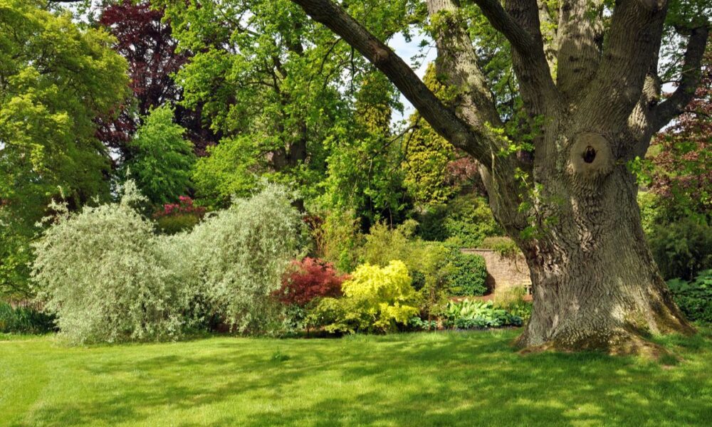 дуб на даче