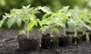 рассада томатов