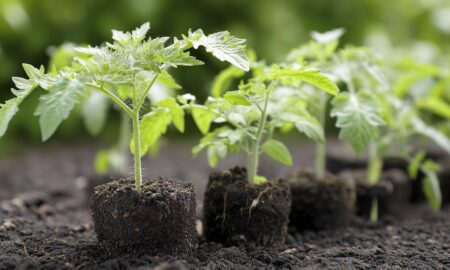 рассада томатов