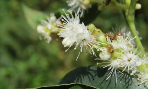 Симплокос метельчатый