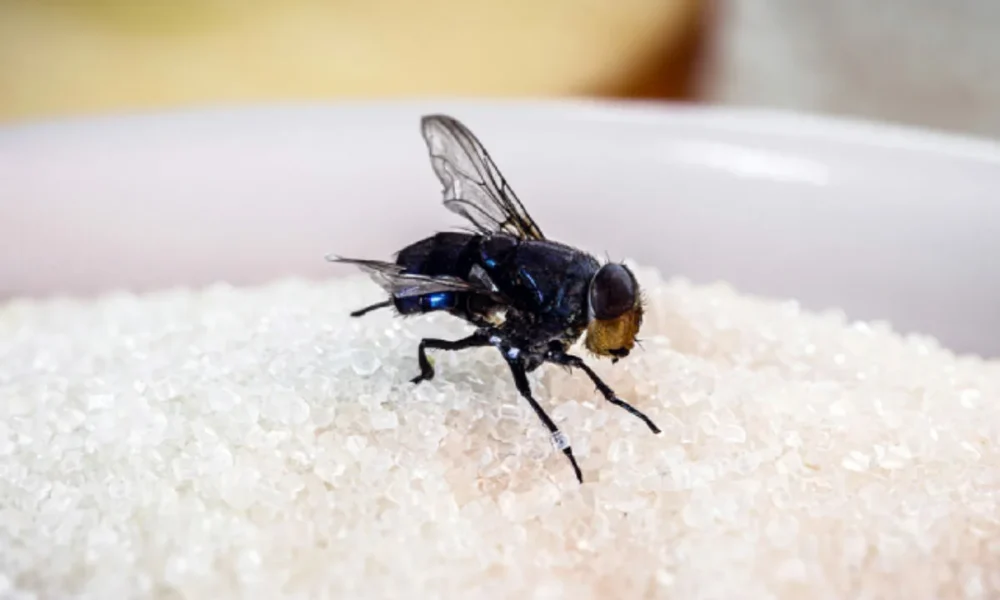 муха на сахаре