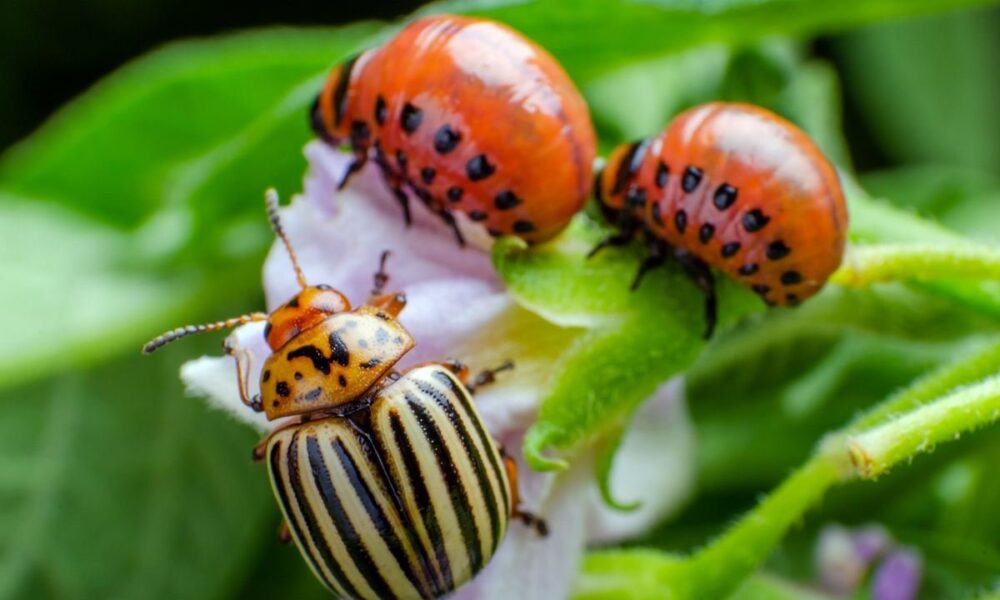 колорадский жук